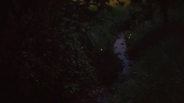 Тиба Япония Мая 2023 Года Японский Светлячок Джэндзиботару Распятие Люциолы — стоковое видео