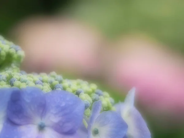 2023年6月3日 日本の雨の中でピンクのアジサイの背景にある青いアジサイの花の閉鎖 — ストック写真