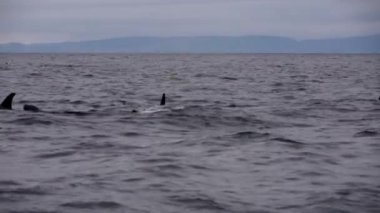 Hokkaido, Japonya - 10 Haziran 2023: Orkalar veya Katil balinalar Nemuro Boğazı, Hokkaido, Japonya