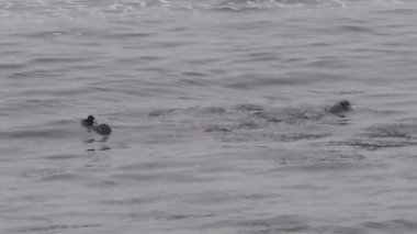 Hokkaido, Japonya - 7 Haziran 2023: Su samuru ailesi veya Cape Kiritappu, Hokkaido, Japonya 'daki Enhydra lutris 