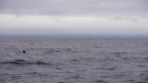 Hokkaido Japão Junho 2023 Orcas Baleias Assassinas Estreito Nemuro Hokkaido — Vídeo de Stock