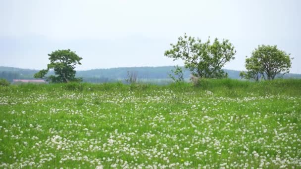 Hokkaido Japan Juni 2023 Löwenzahn Der Grasfarm Hokkaido Japan — Stockvideo