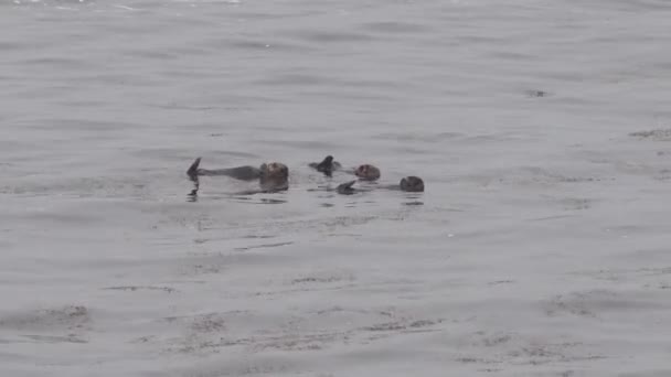 Hokkaido Japan June 2023 Sea Otter Family Enhydra Lutris Cape — Stock Video