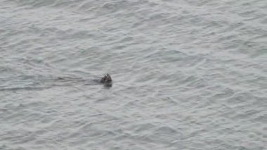 Hokkaido, Japonya - 7 Haziran 2023: Bir su samuru veya Enhydra lutris yüzme yüzüşü Cape Kiritappu, Hokkaido, Japonya 