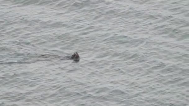Hokkaido Japan June 2023 Sea Otter Enhydra Lutris Swimming Backstroke — Stock Video