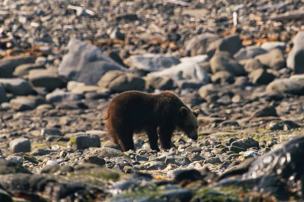 Hokkaido Японія Червня 2023 Дикий Коричневий Ведмідь Або Ведмідь Grizzly — стокове фото