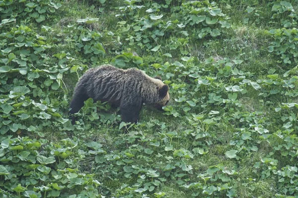 Хоккайдо Япония Июня 2023 Года Дикий Бурый Медведь Медведь Гризли — стоковое фото
