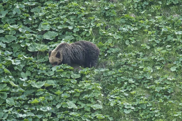 日本北海道 2023年6月8日 在日本北海道什里托科半岛的一条船上观察到一只野生棕熊或灰熊或熊 — 图库照片