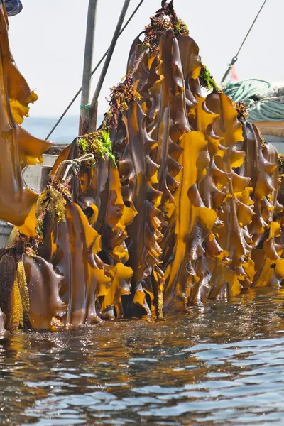 Hokkaido Japón Junio 2023 Kelp Tangle Konbu Reúnen Rausu Shiretoko — Foto de Stock