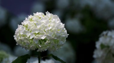 Tokyo, Japonya - 17 Haziran 2023: Annabelle Hydrangea Sabah yağmurundan sonra