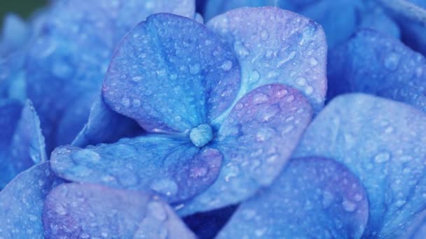 Токіо Японія Червня 2023 Під Дощем Японської Квітки Blue Hydrangea — стокове відео