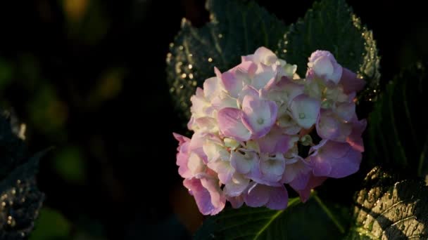 Tokio Japonia Czerwca 2023 Zbliżenie Różowego Kwiatu Hortensji Deszczu Japonii — Wideo stockowe