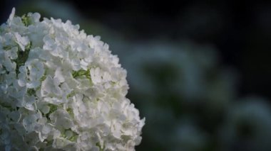 Tokyo, Japonya - 17 Haziran 2023: Annabelle Hydrangea Sabah yağmurundan sonra