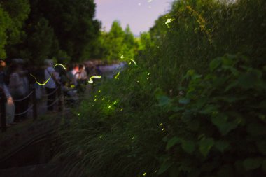 Nagano, Japonya - 18 Haziran 2023: Japon ateşböceği veya genjibotaru veya Japonya 'da parlayan Luciola haçı