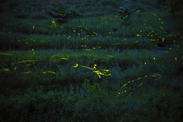 stock image Nagano, Japan - June 18, 2023: Japanese firefly or genjibotaru or Luciola cruciata glowing in Tatsuno, Nagano, Japan