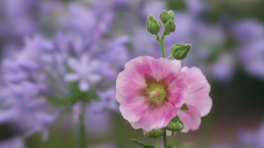 Tokyo, Japonya - 29 Haziran 2023: Mavi Agapanthus arka planında Hollyhock veya Afrika zambağı