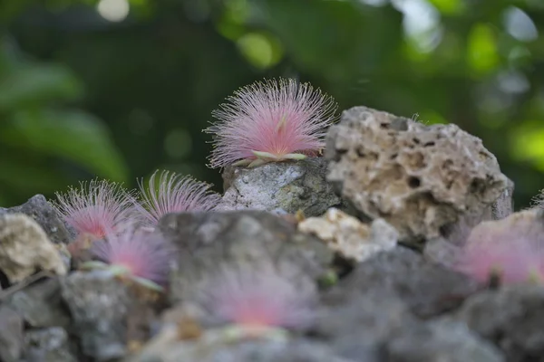 Окинава Япония Июля 2023 Года Цветы Сагарибаны Barringtonia Racemosa Пороховой — стоковое фото