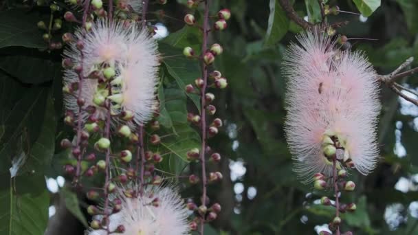 Окинава Япония Июля 2023 Года Цветы Сагарибаны Barringtonia Racemosa Пороховой — стоковое видео