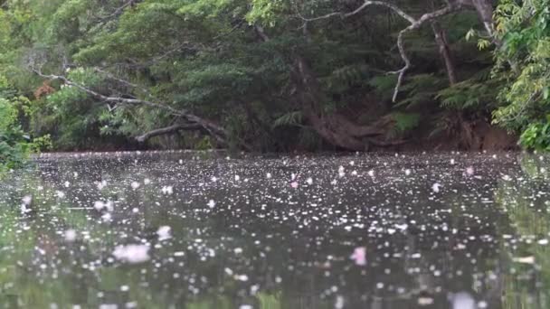 Okinawa Japan Juli 2023 Drijvende Gevallen Bloemen Van Sagaribana Barringtonia — Stockvideo