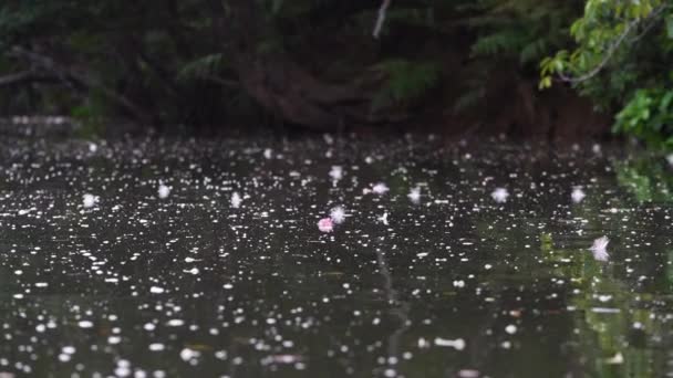 Okinawa Japón Julio 2023 Flores Caídas Flotantes Sagaribana Barringtonia Racemosa — Vídeos de Stock