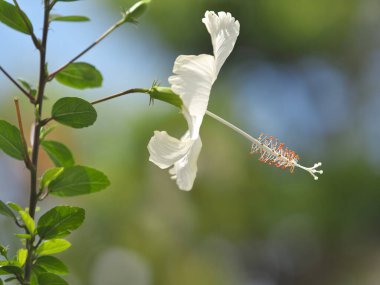 Okinawa, Japonya - 4 Temmuz 2023: Ishigaki Adası, Okinawa, Japonya 'da beyaz amber çiçeğinin kapatılması
