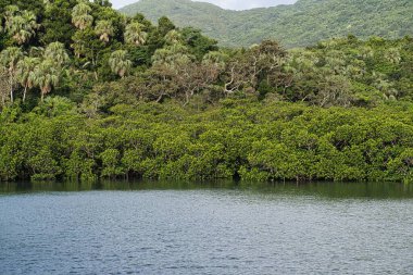Okinawa, Japonya - 5 Temmuz 2023: Maira nehri boyunca Mangrove ormanları sabah Iriomote adasında, Okinawa, Japonya