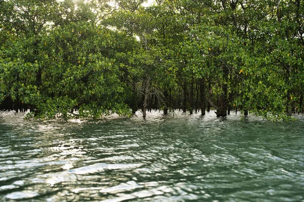Okinawa Japan Juli 2023 Mangrove Skogar Längs Maira Floden Vid — Stockfoto