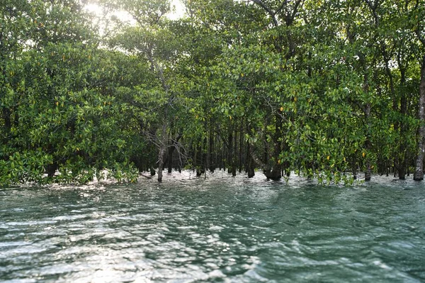 Okinawa Japan Juli 2023 Mangrove Skogar Längs Maira Floden Vid — Stockfoto