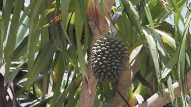 日本冲绳 2023年7月2日 日本冲绳Kohamajima岛上潘达努斯的成熟水果 — 图库视频影像