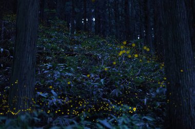 Tottori, Japonya - 10 Temmuz 2023: Japon ateşböceği veya himebotaru veya Luciola parvula Fukumaki, Tottori, Japonya