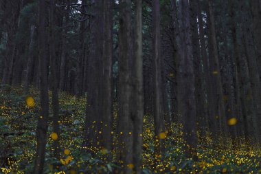 Tottori, Japonya - 9 Temmuz 2023: Japon ateşböceği veya himebotaru veya Luciola parvula Fukumaki, Tottori, Japonya