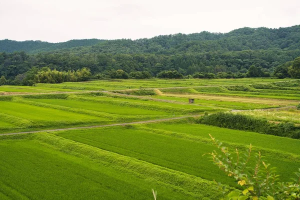 Tottori Japan July 2023 Rice Terrace Mitsume Foot Daisen Tottori — Stock Photo, Image