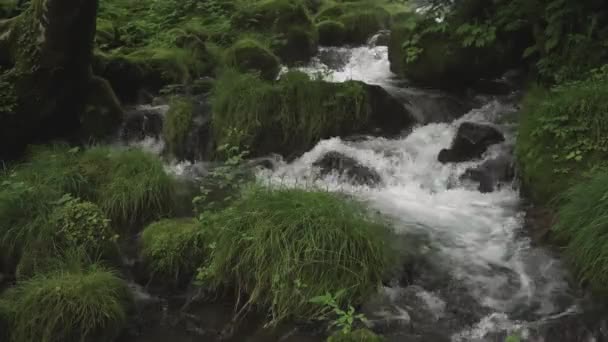 Tottori Ιαπωνία Ιουλίου 2023 Ρεύμα Kitanizawa Στους Πρόποδες Του Βουνού — Αρχείο Βίντεο