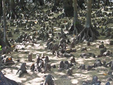 Okinawa, Japonya - 3 Temmuz 2023: Bruguiera gymnorhiza veya sarı mangrove kökleri,