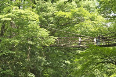 Toyama, Japonya - 16 Temmuz 2023: Vine Köprüsü veya Kazura Köprüsü. Shirakuchikazura adlı tesisten yapılmış bir asma köprü..