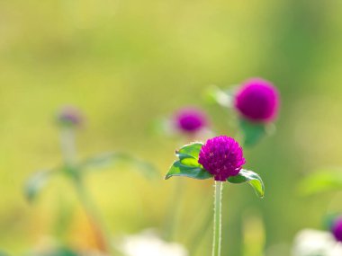 Tokyo, Japonya - 25 Temmuz 2023: Bahçedeki bekar düğmesi