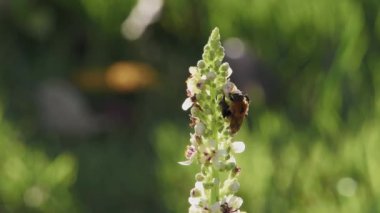 Tokyo, Japonya - 25 Temmuz 2023: Sabah bahçede Verbascum blattaria çiçeği üzerinde bir arı