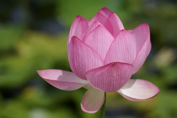 Akita Japonsko Července 2023 Květinové Jezírko Lotus Parku Sensyu Japonské — Stock fotografie