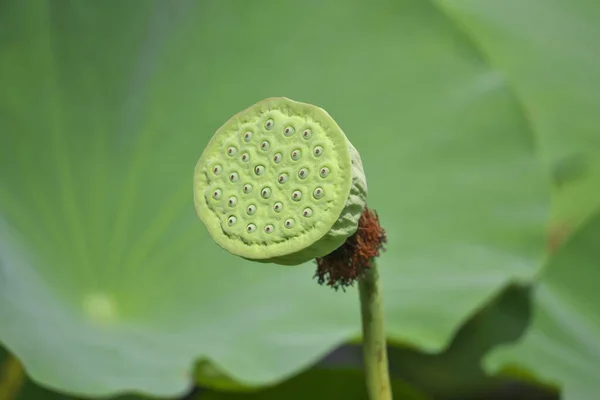 Akita Japan July 2023 Clouseup Lotus Seed Sensyu Park Akita — Stock Photo, Image