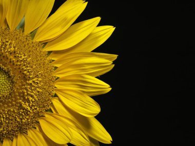 Tokyo, Japonya - 20 Ağustos 2023: İzole Ayçiçeğinin siyah arka planda kapatılması