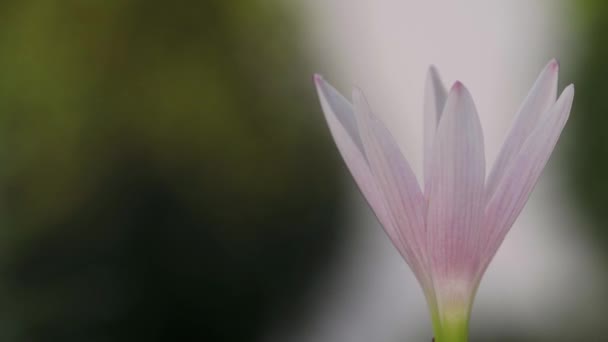 Tokyo Jepang Agustus 2023 Penutupan Bunga Zephyranthes Cahaya Pagi Hari — Stok Video