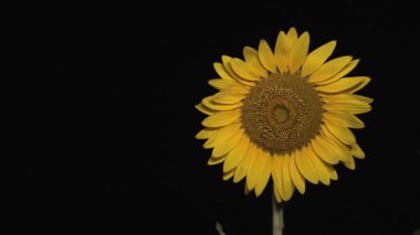 Tokyo, Japonya - 22 Ağustos 2023: İzole Ayçiçeğinin siyah arkaplanda kapatılması