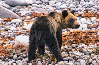 Hokkaido, Japonya - 6 Eylül 2023: Kahverengi ayı veya Ursus arctos Japonya 'nın Hokkaido, Shiretoko yarımadasında