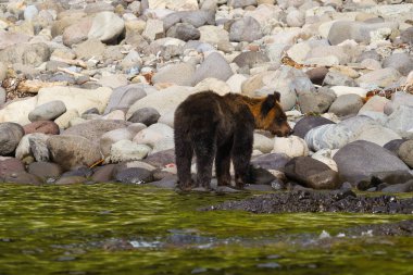 Hokkaido, Japonya - 6 Eylül 2023: Kahverengi ayı veya Ursus arctos Japonya 'nın Hokkaido, Shiretoko yarımadasında