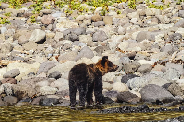 Hokkaido Japonsko Září 2023 Medvěd Hnědý Nebo Ursus Arctos Poloostrově — Stock fotografie