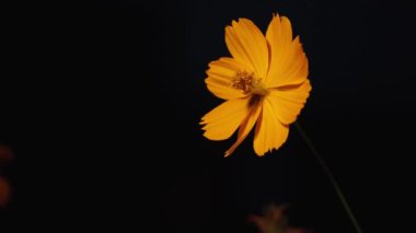 Tokyo, Japonya - 14 Eylül 2023: Geceleyin kozmos sülfürünün kapatılması