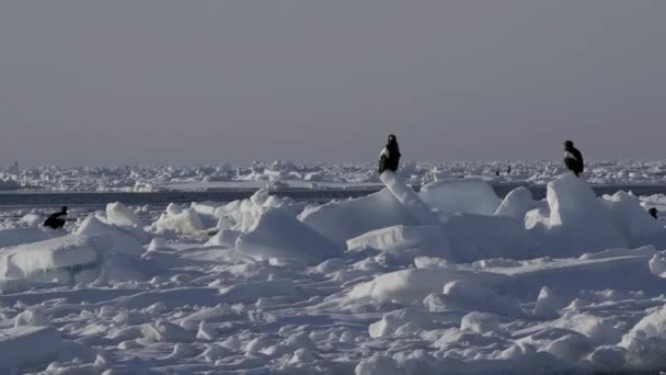 Hokkaido Japan February 2024 Steller Sea Eagle Drift Ice Rausu — Stock Video