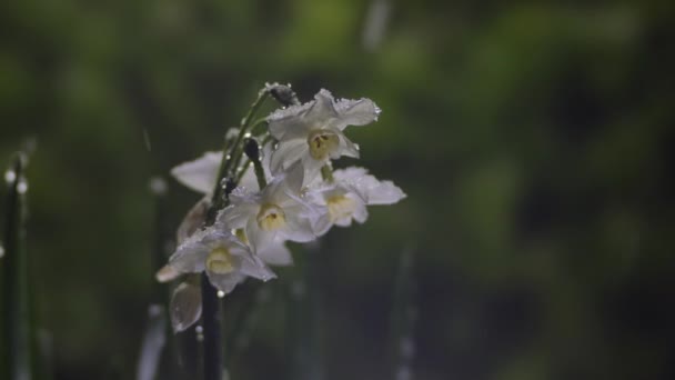 Tokyo Japonya Mart 2023 Kardaki Beyaz Narsisli Nergisli Çiçek — Stok video