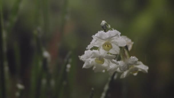 Tokio Japón Marzo 2023 Narciso Blanco Narcisos Florecen Nieve — Vídeos de Stock