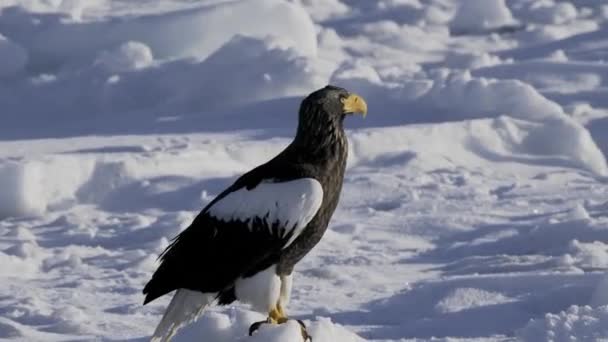 Hokkaido Japonia Lutego 2024 Steller Sea Eagle Drift Ice Rausu — Wideo stockowe